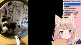 [Inumaki Himari] Bukan hanya anjing yang bodoh, kucing juga agak bodoh kan? ——oleh Juanjuan