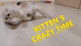 Funny playful kitten | Kitten's CRAZY TIME | Happy fur baby  | Scottish fold