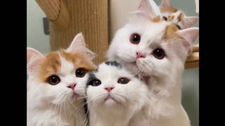 Little Cow: Are you two washing my face right here?!