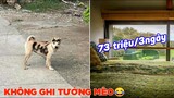 Khách sạn có giá 73 triệu 3 ngày , in mực cho 🐕 - Top commnets hài hước Face Book.