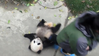 [Animals]Cute moments of a baby panda with it feeder