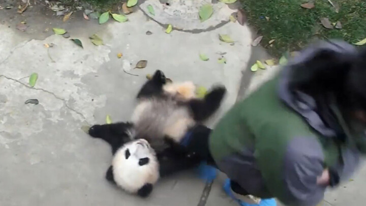 [Animals]Cute moments of a baby panda with it feeder
