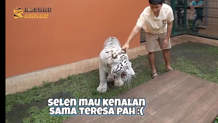 Trailer gabriel prince bermain bersama si harimau selen🐯