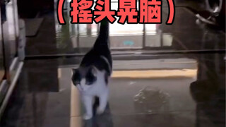 كيف تنجح في استدعاء قطة محبة للأكل