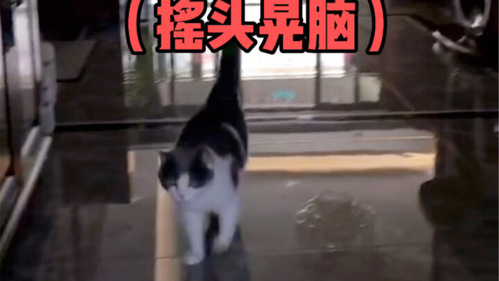 怎样成功呼叫一只干饭猫