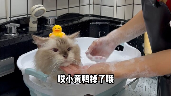 Mèo Ragdoll màu重点 siêu đáng yêu