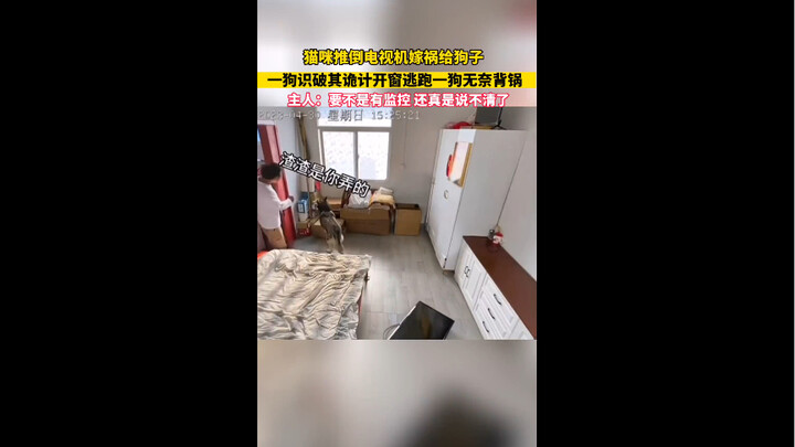 The cat knocked over the TV and framed the dog, but one dog saw through the trick and jumped out the