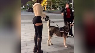 Thời điểm chủ nhân xuất hiện, Husky không còn là nhân vật chính nữa