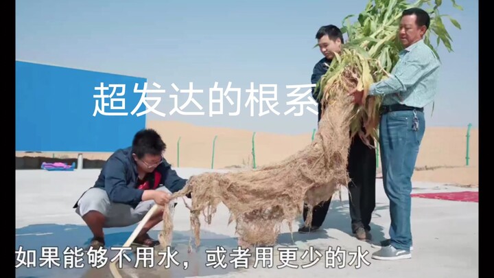 有必要把沙漠变成绿洲吗？是否所有的沙漠都不能人为干预呢？