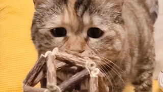 Cat: I'm using a mint ball to wash my head