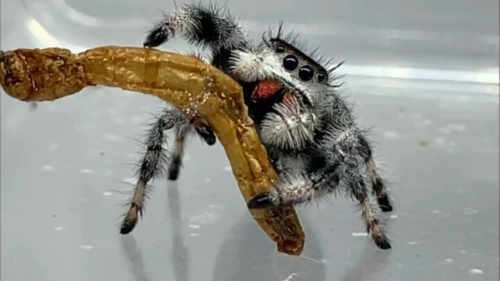 For insect drying, you need to use young insects.