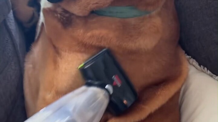 Anjing paling tidak peka sepanjang sejarah: “Ibu saya sedang mengepel, saya malah melamun”