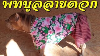 พิทบูลลายดอก