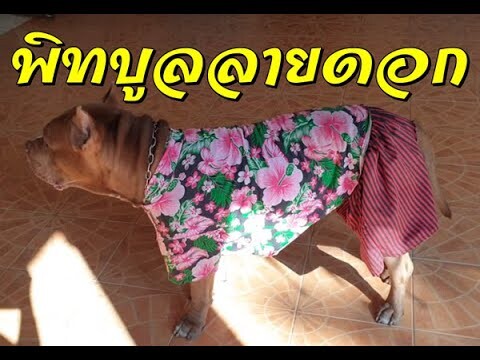 พิทบูลลายดอก