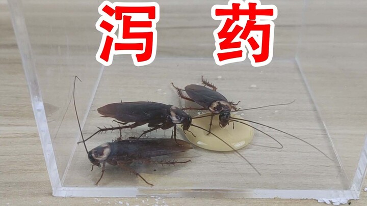 Is it really diarrhea? What will happen if you feed a cockroach a laxative?