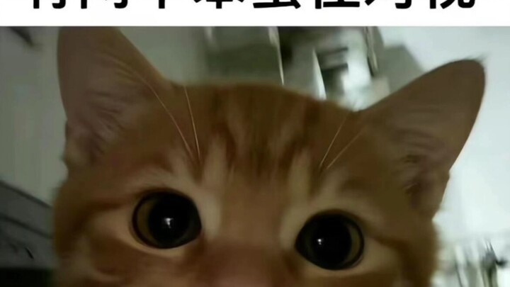 《มีมแมวกับสุนัข 22》
