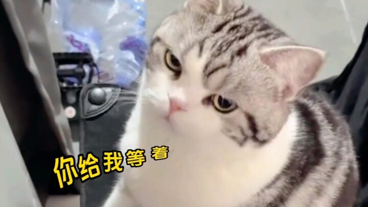 “As everyone knows, cats don’t hold grudges overnight—any beef gets settled right on the spot!”