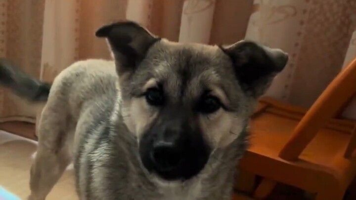 The puppy’s come to wake me up again.