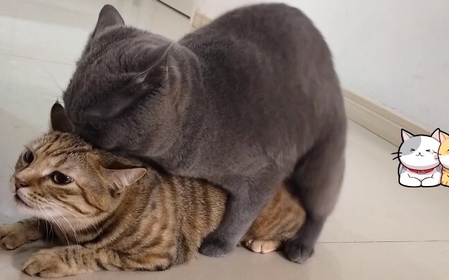 Not Safe For Kittens, Blue Cat Failed And Got Smacked