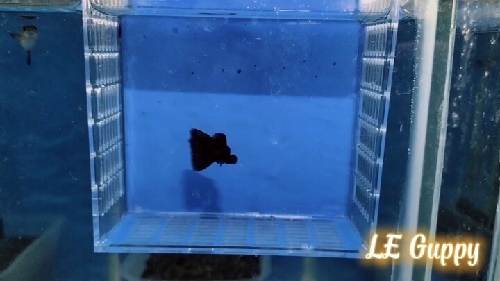 Guppy black moskow kualitas kontes