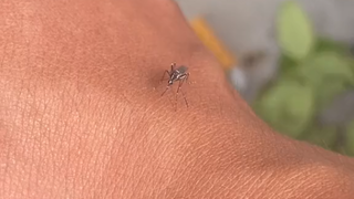 The lifelong enemy of mosquitoes