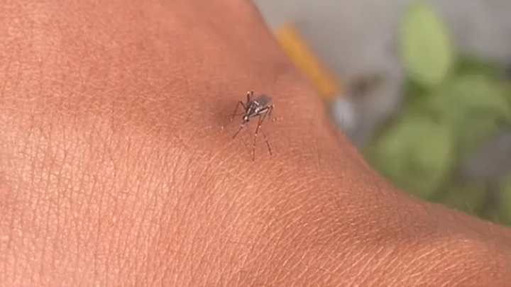 The lifelong enemy of mosquitoes