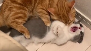 Cinta kucing besar kepada kucing kecil mungkin terlalu hebat...