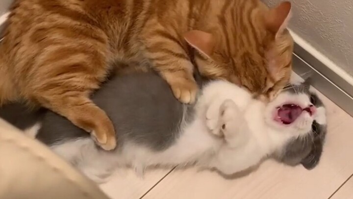 The big cat's love for the little cat might be a bit too intense...