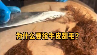 Mengapa kulit sapi harus dicukur? #SainsPopuler #MelepaskanStres #Kulit #TambahPengetahuan