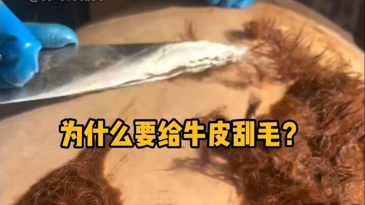 لماذا نزيل الشعر من جلد البقر؟ #علم_الشعب #تخفيف_التوتر #جلد #اكتساب_المعرفة