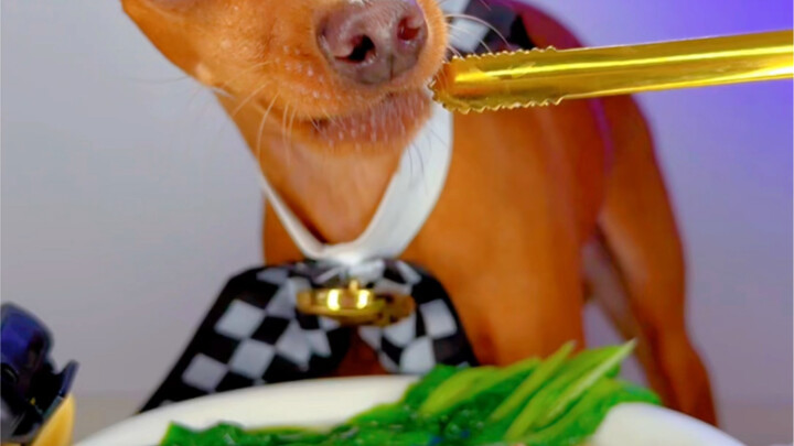 Shiba Inu eats oysters, roasted beef, chicken, and swan tail soup