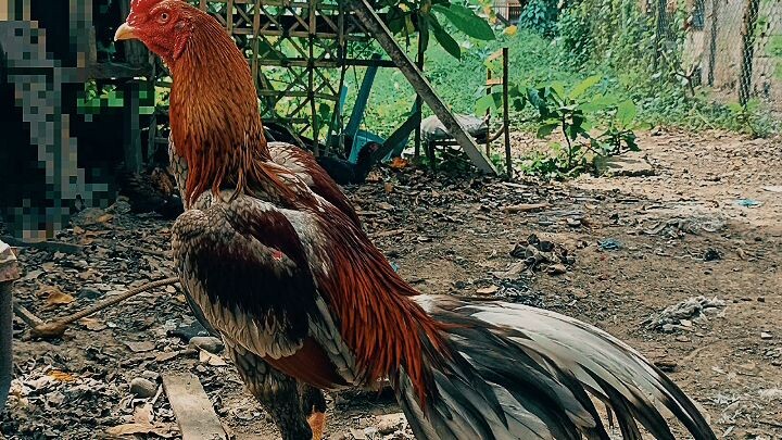 flexing my warriors 😁😍