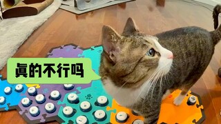 福福：我说我是世界上最可怜的小猫，谁赞成谁反对
