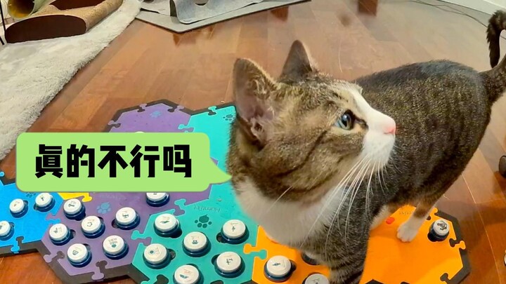 福福：我说我是世界上最可怜的小猫，谁赞成谁反对