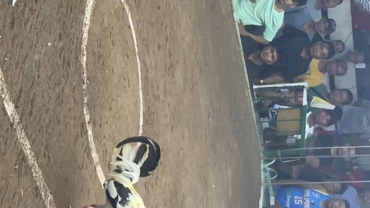 Winning moves ni Phantom Superwhite -Peterfun GF line