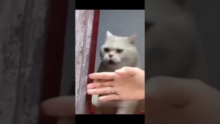 Funny Animal Videos Of The Day 0083! 😂😂