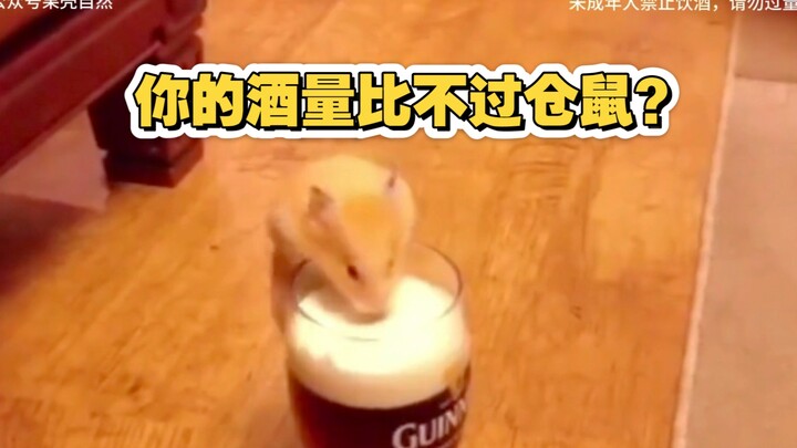 你的酒量比不过仓鼠？