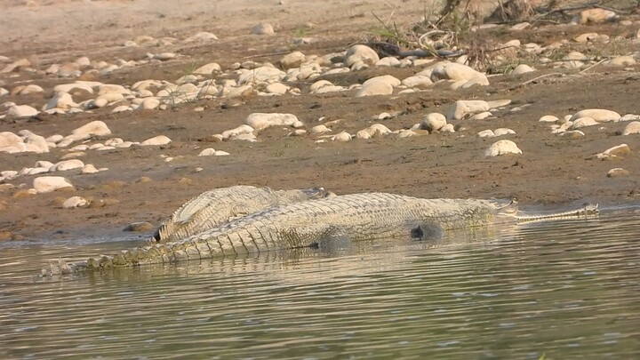 crocodile animal