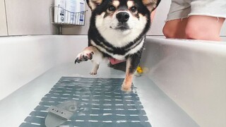 Give the dog a bath, and it turns into a paddling dog before you even put it down
