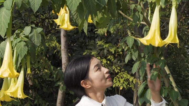 In ancient times, it was used as a knockout drug; today, it’s mainly grown as an ornamental plant—an