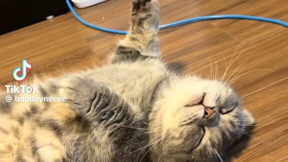 meoooii