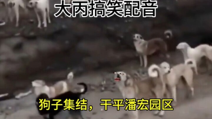 تجمع الكلاب، لنقض على منطقة بان هونغ الحديقة