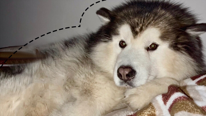 A dog jumps on the bed of its owner at midnight