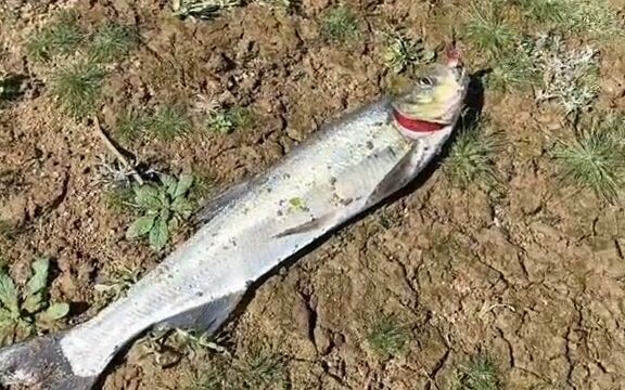 你此生都无法承受的新手大礼包…