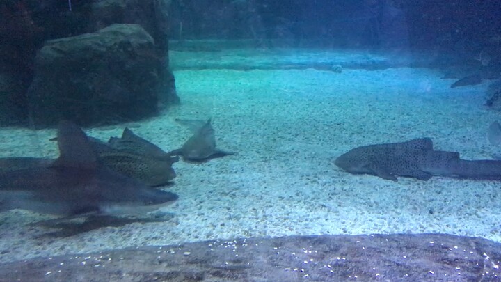Aquarium