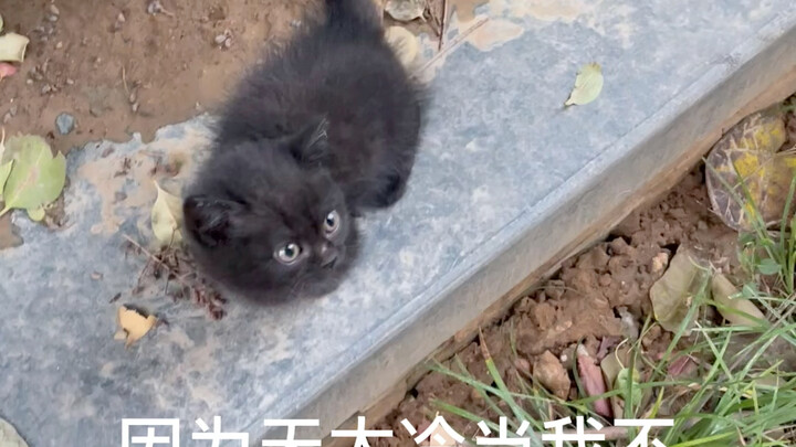 Tidak menyangka ternyata aku benar-benar menemukan seekor kucing