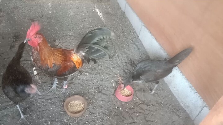 Pure Super Brown Red trio