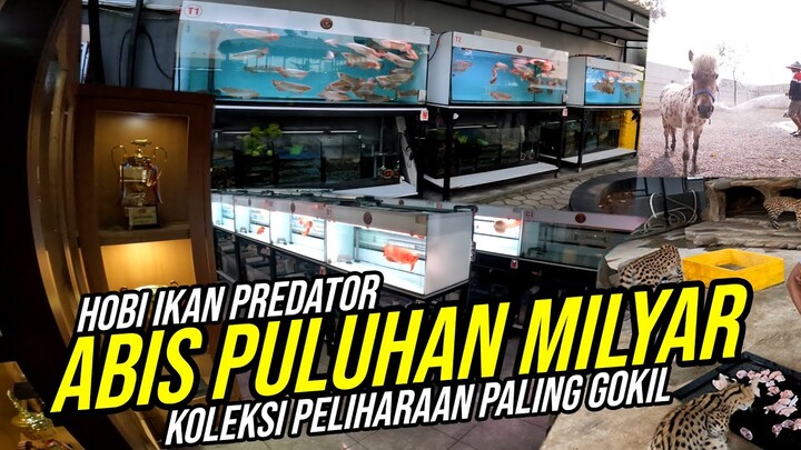 KONGLOMERAT ALL OUT !!! ABISIN PULUHAN MILYAR BUAT HOBI IKAN PREDATOR - KOLEKSI PELIHARAAN TERMAHAL