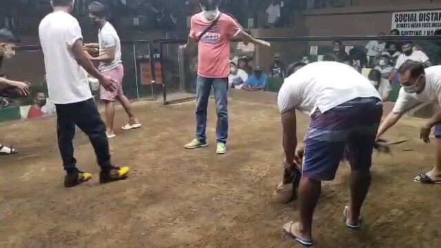 lemon sweater broodcock 2xwin.