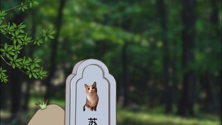 《织梦网络》 #猫emem #猫meme小故事 #猫meme小剧场